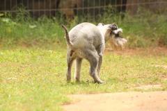 Cuidados com seus cães